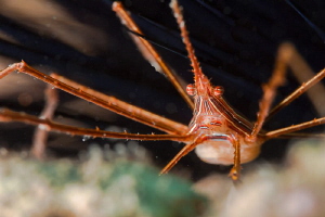 Arrow Crab by Alejandro Topete 